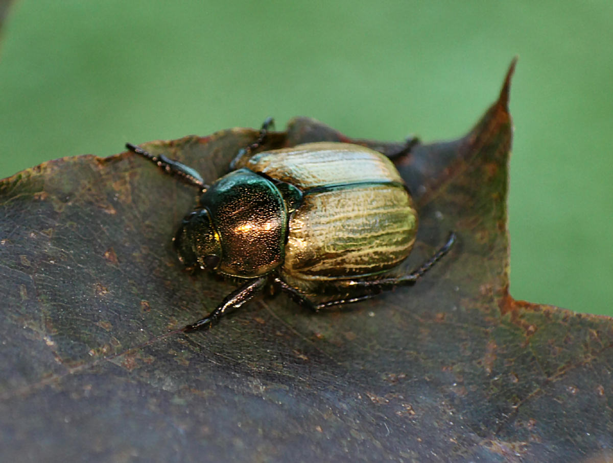 coleottero da identificare: Mimela junii